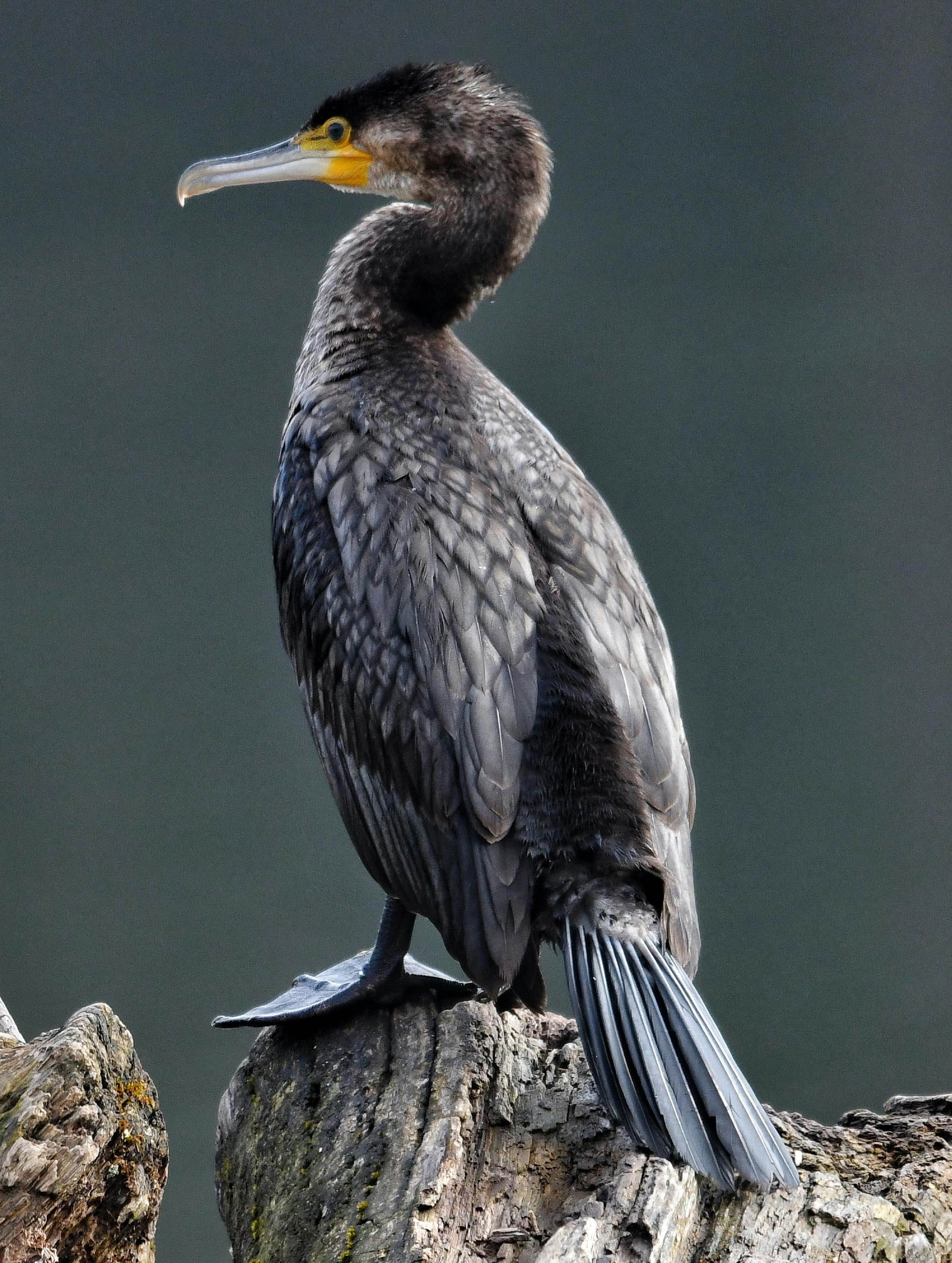 Le Grand Cormoran